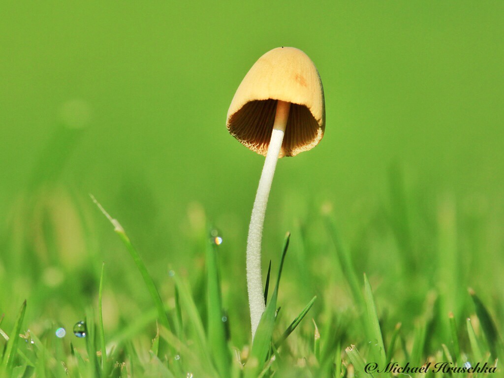 Kleiner Pilz ganz groß