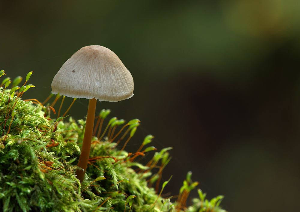 Kleiner Pilz ganz GROSS