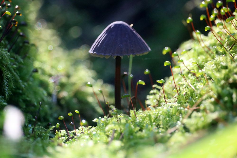 kleiner Pilz ganz groß