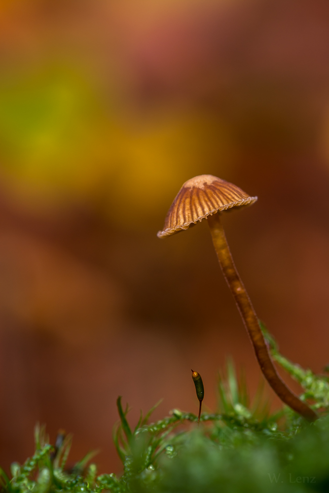 Kleiner Pilz ganz groß