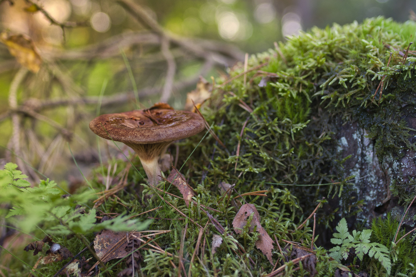 Kleiner Pilz im grünen