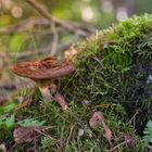 Kleiner Pilz im grünen