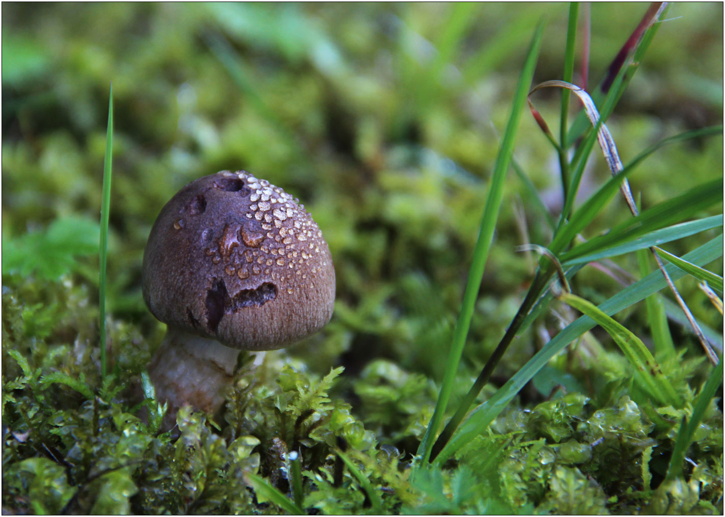 Kleiner Pilz im Morgentau