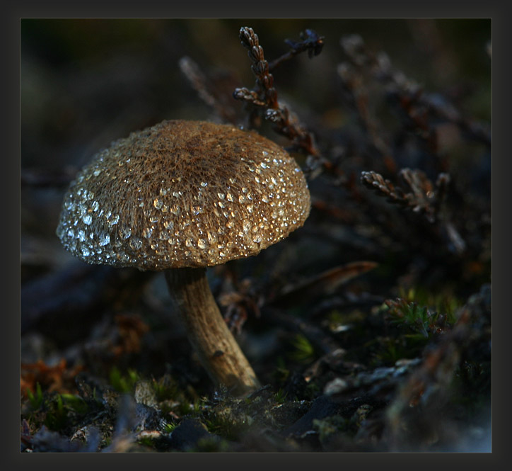 kleiner Pilz im Morgentau