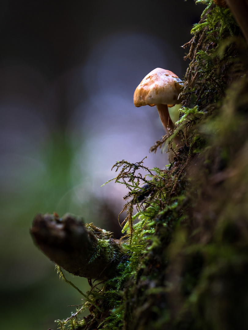 Kleiner Pilz im Wald