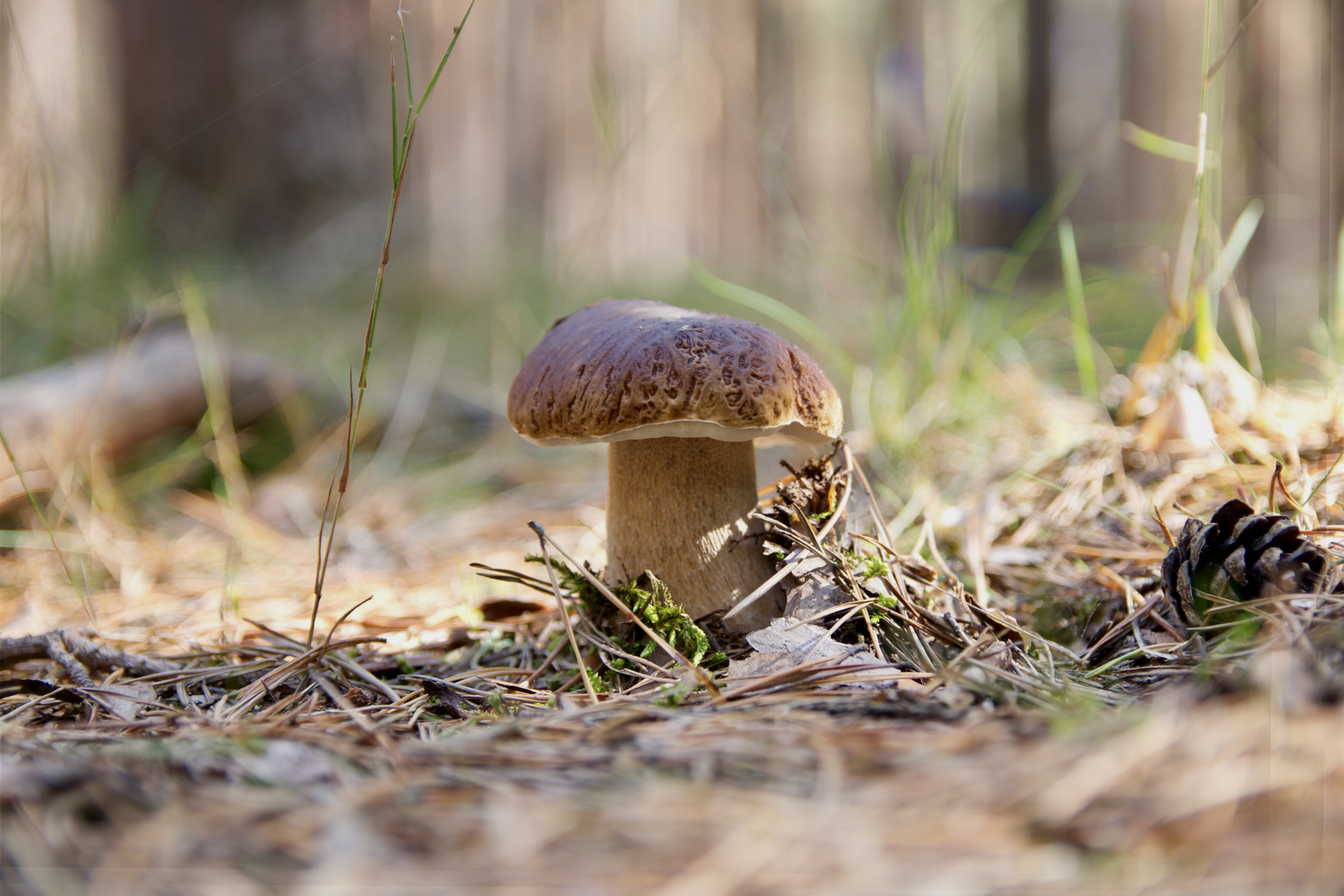 Kleiner Pilz im Wald