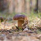 Kleiner Pilz im Wald