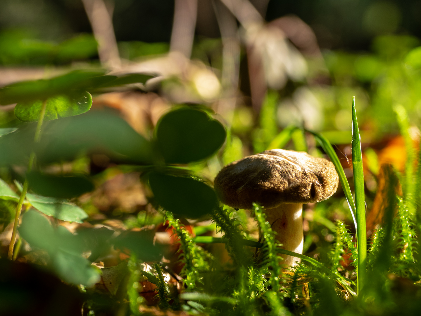 kleiner Pilz im Wald