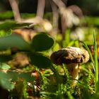 kleiner Pilz im Wald