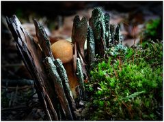 Kleiner Pilz in großer Bedrängnis