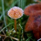 Kleiner Pilz mit Eis.