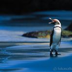 Kleiner Pingu mit grosser Klappe