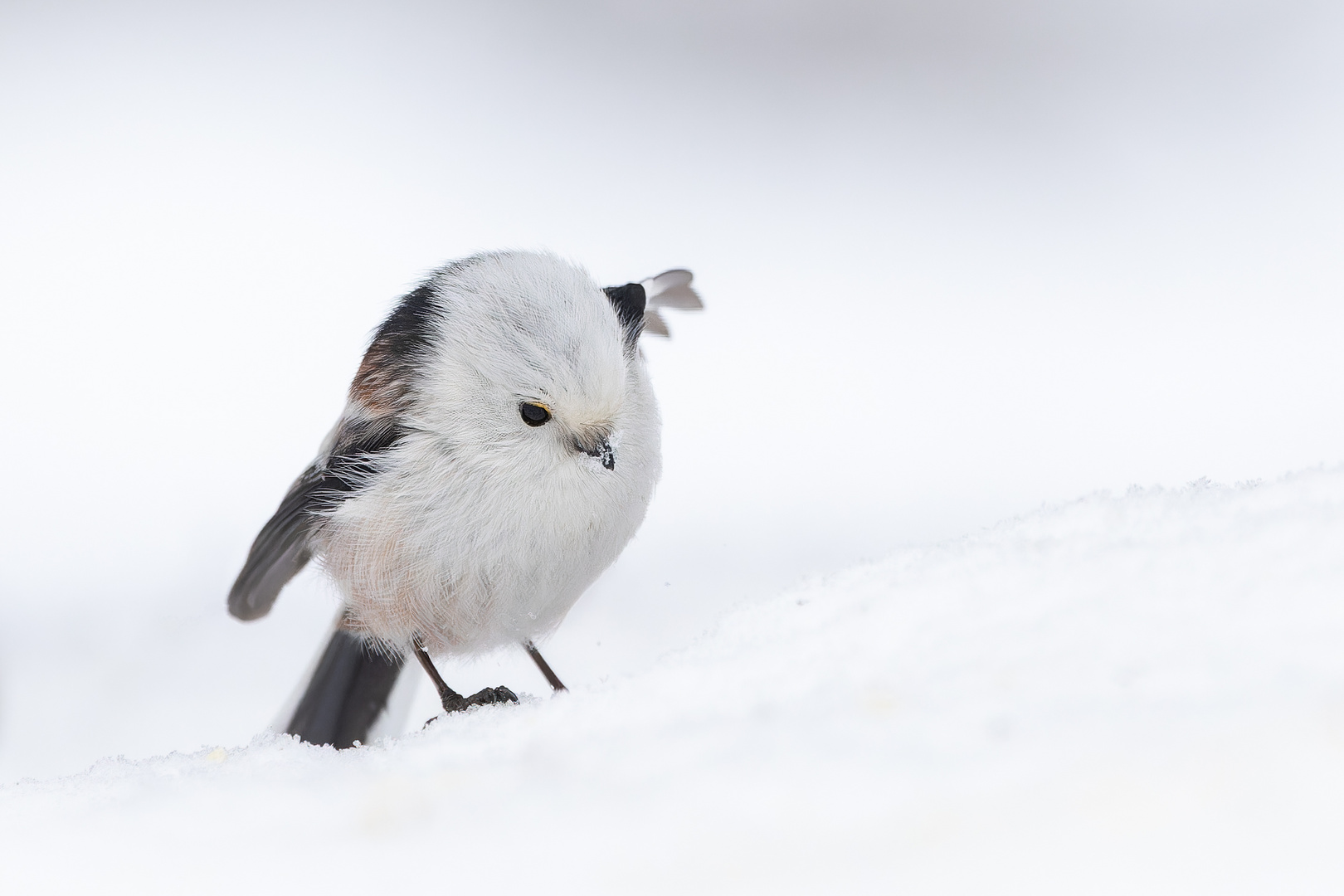 Kleiner Pinguin