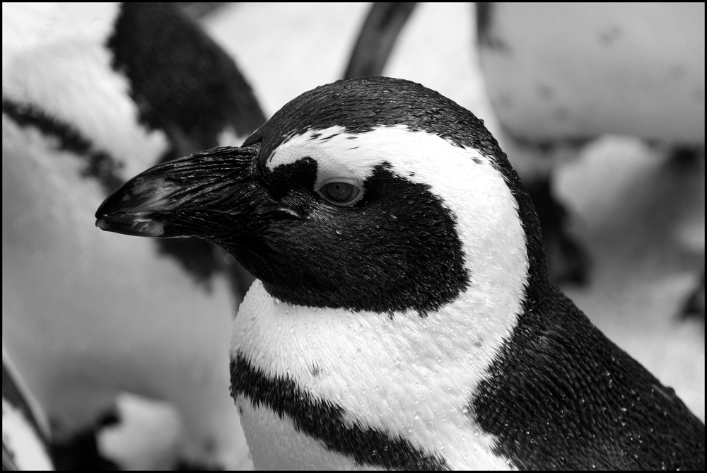 kleiner Pinguin