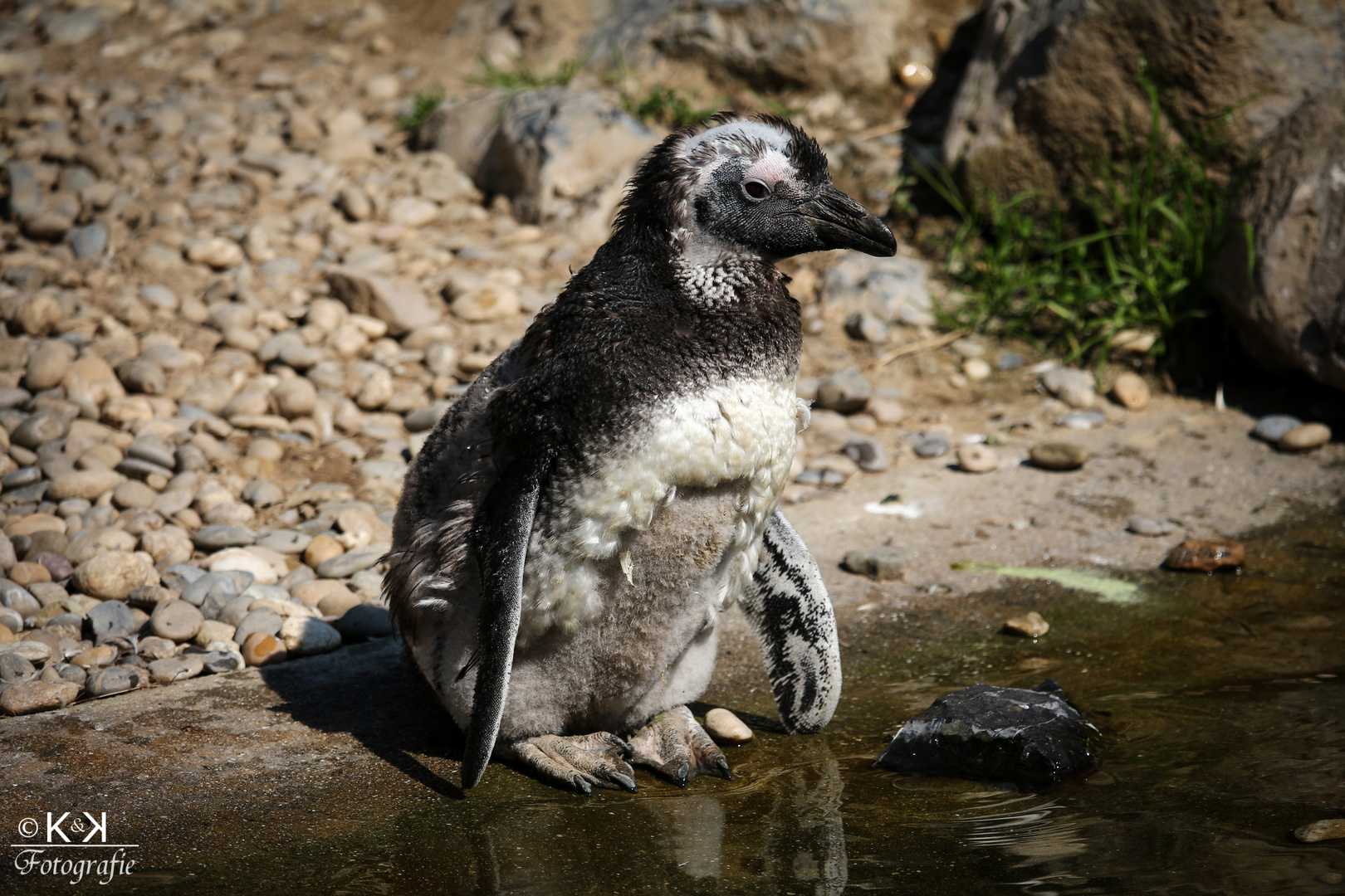 Kleiner Pinguin Foto Bild Tiere Zoo Wildpark Falknerei Zoo Bilder Auf Fotocommunity