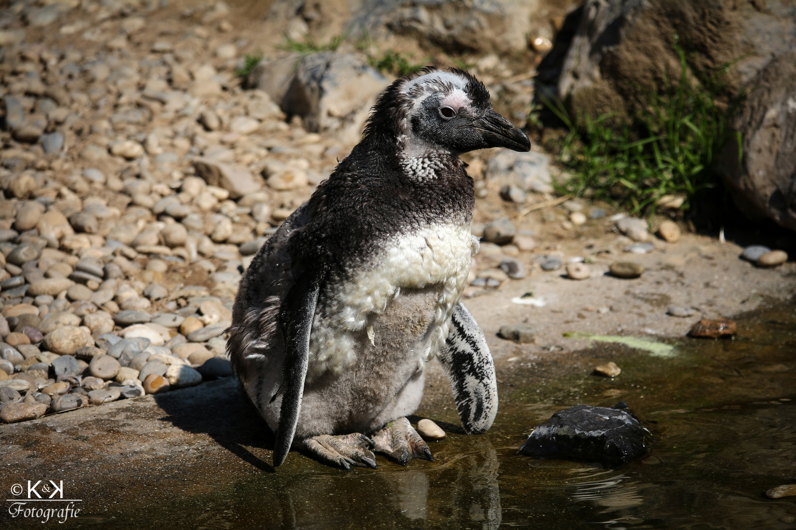 Kleiner Pinguin