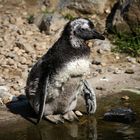 Kleiner Pinguin