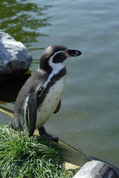 Kleiner Pinguin