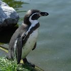 Kleiner Pinguin