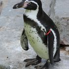 kleiner Pinguin