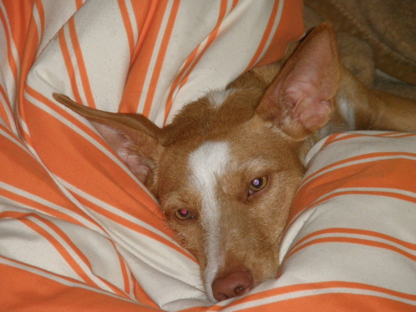 Kleiner Podenco beim Relaxen