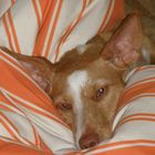 Kleiner Podenco beim Relaxen