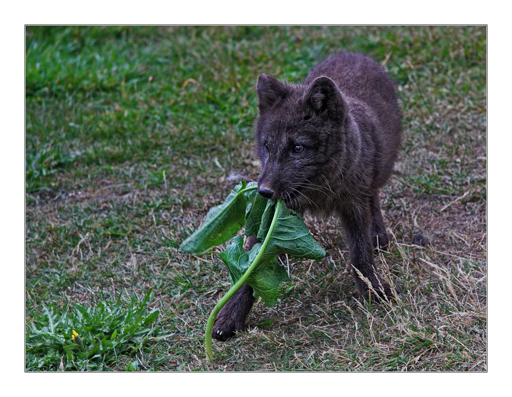 Kleiner Polarfuchs