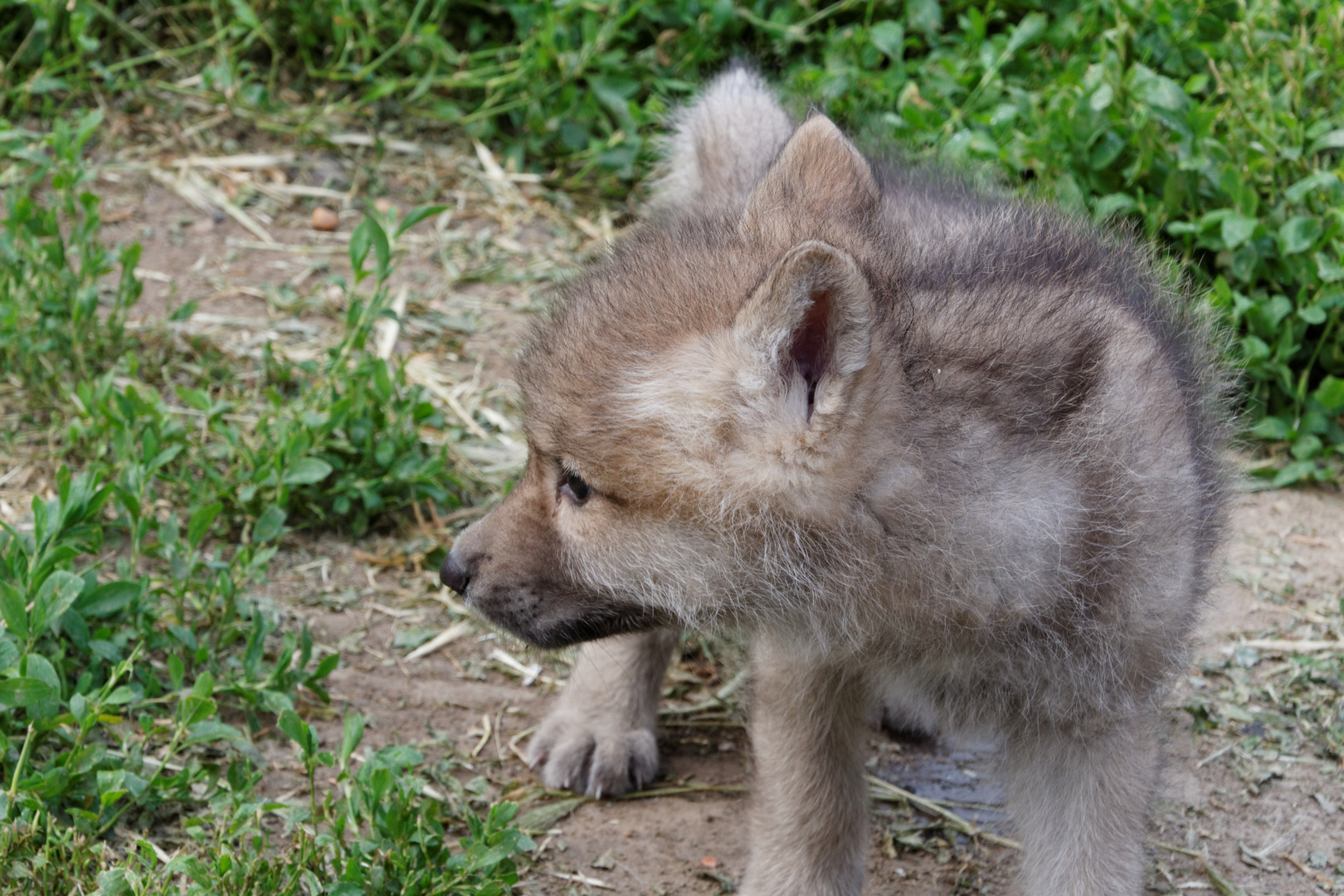 Kleiner Polarwolf