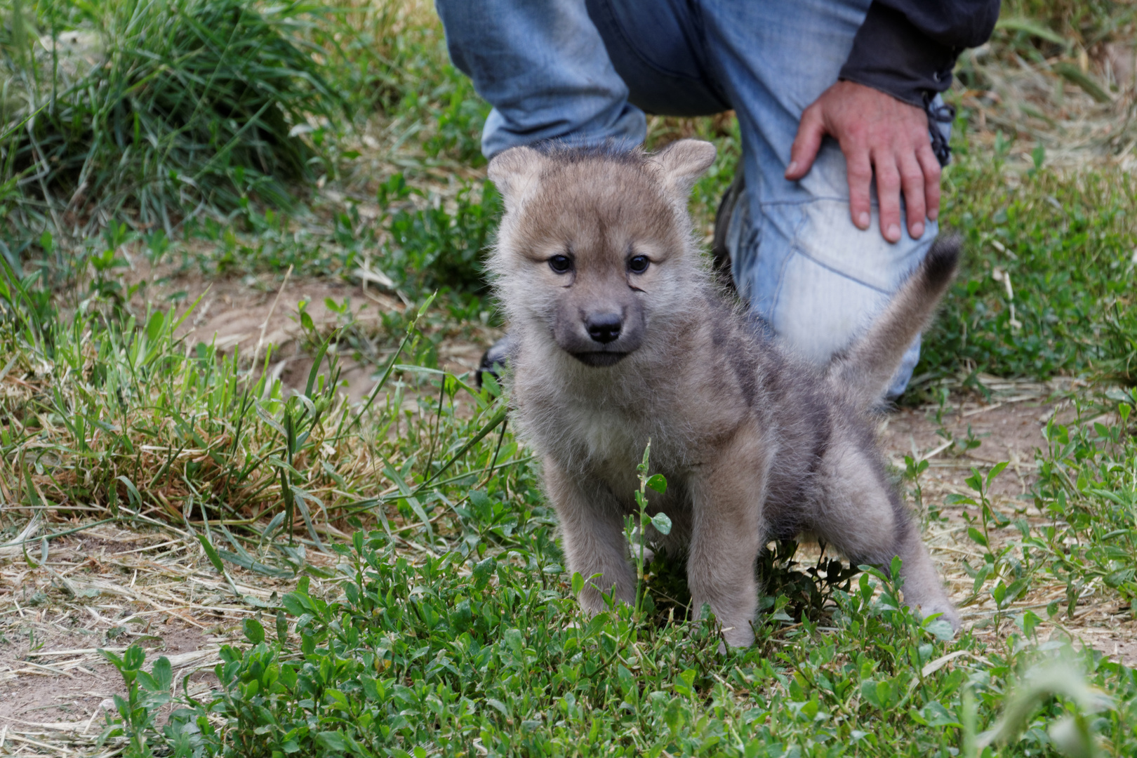 Kleiner Polarwolf