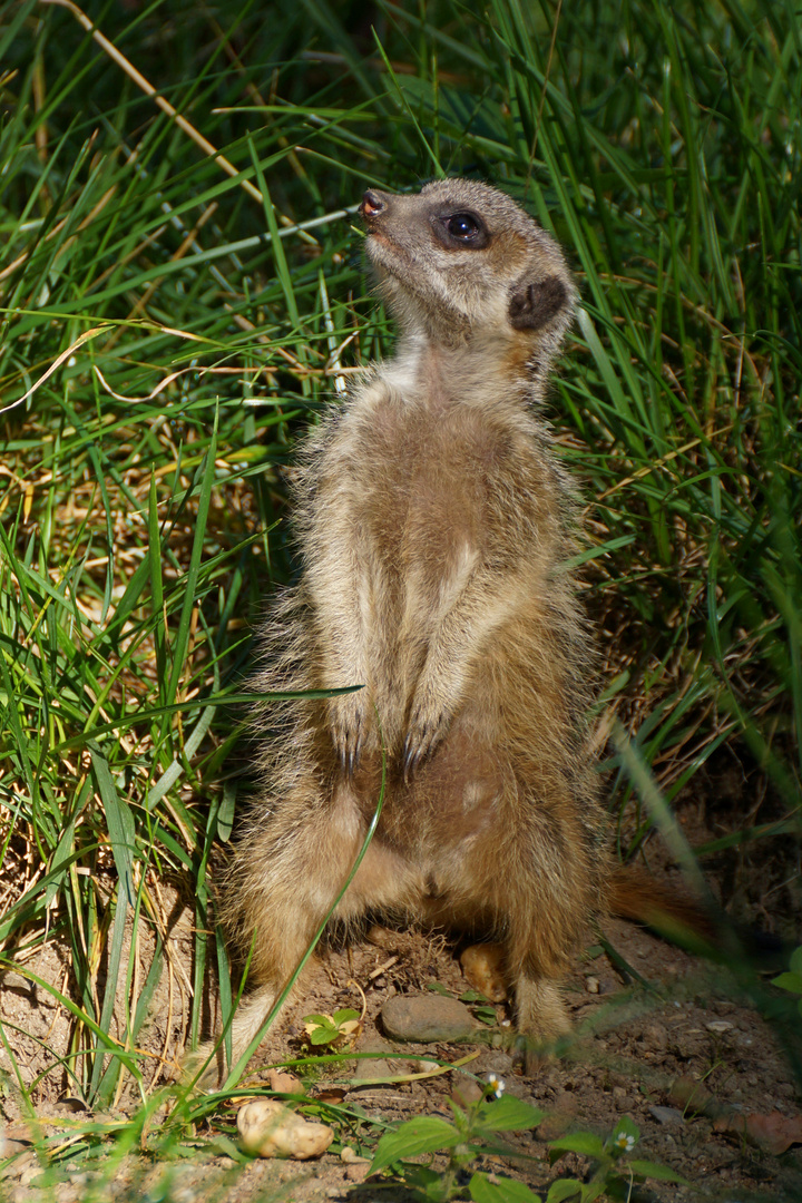 Kleiner Poser