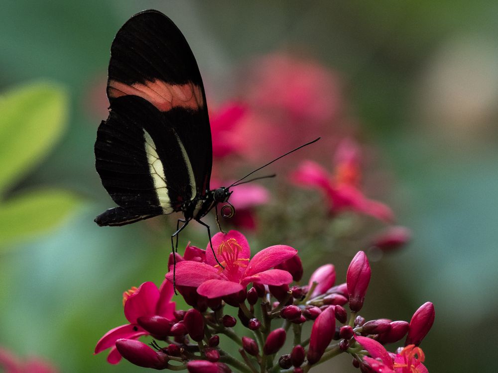 Kleiner Postbote (Helconius erato)