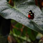 Kleiner Postbote (Heliconius erato)