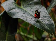 Kleiner Postbote (Heliconius erato)