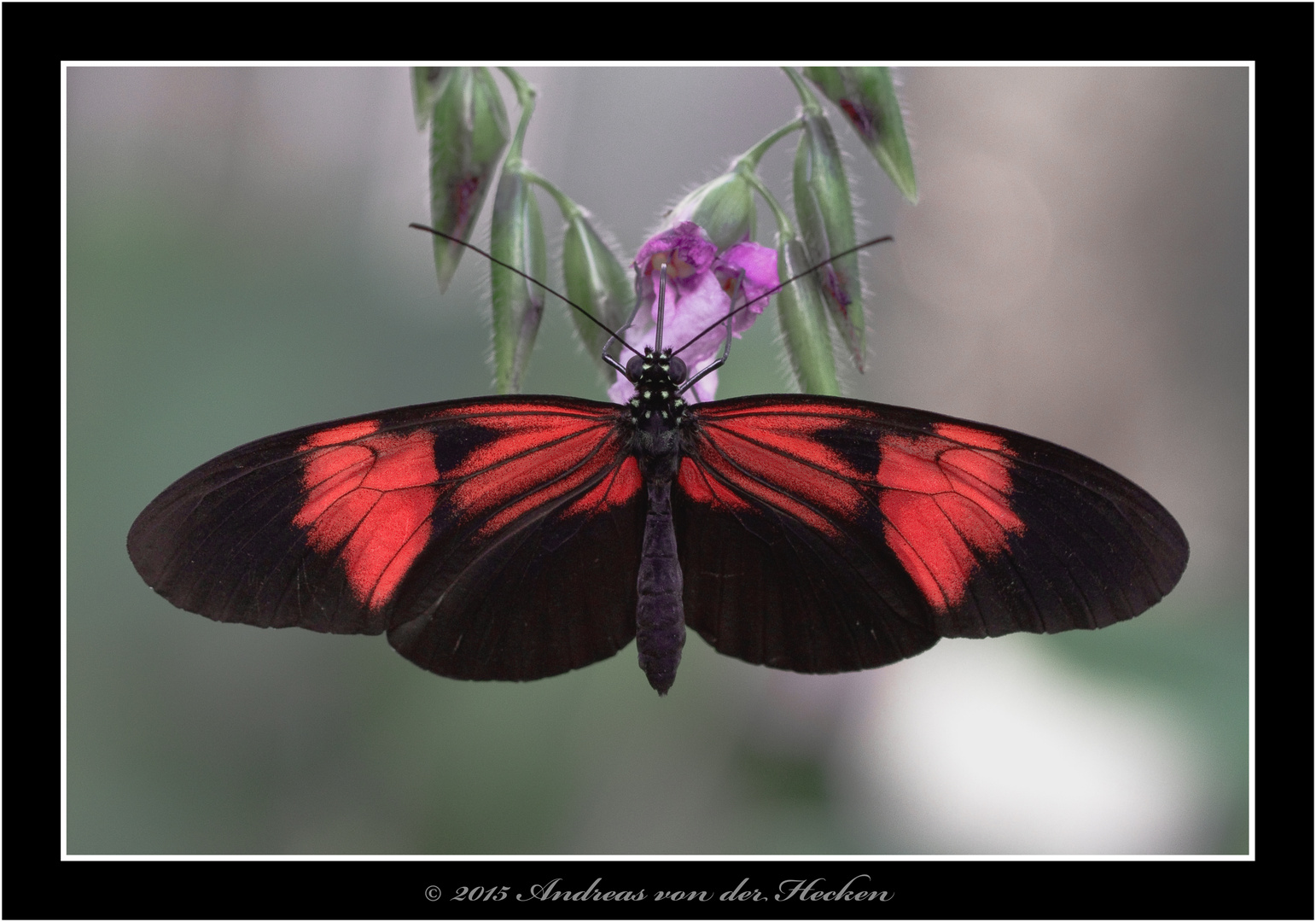 Kleiner Postbote (Heliconius erato)