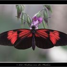 Kleiner Postbote (Heliconius erato)