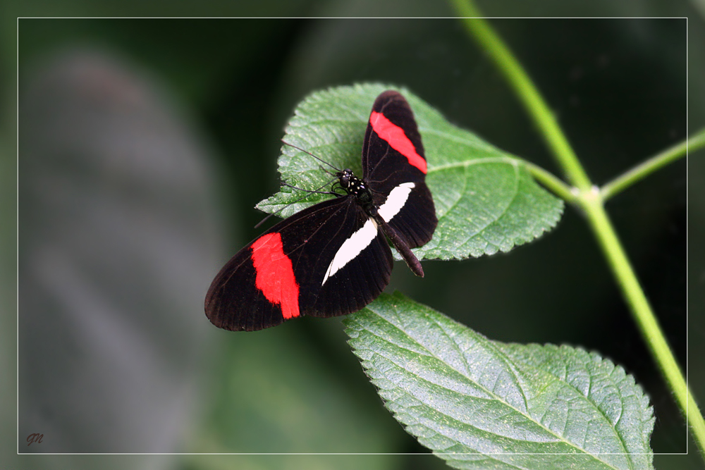 Kleiner Postbote     (Heliconius erato)