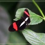 Kleiner Postbote     (Heliconius erato)