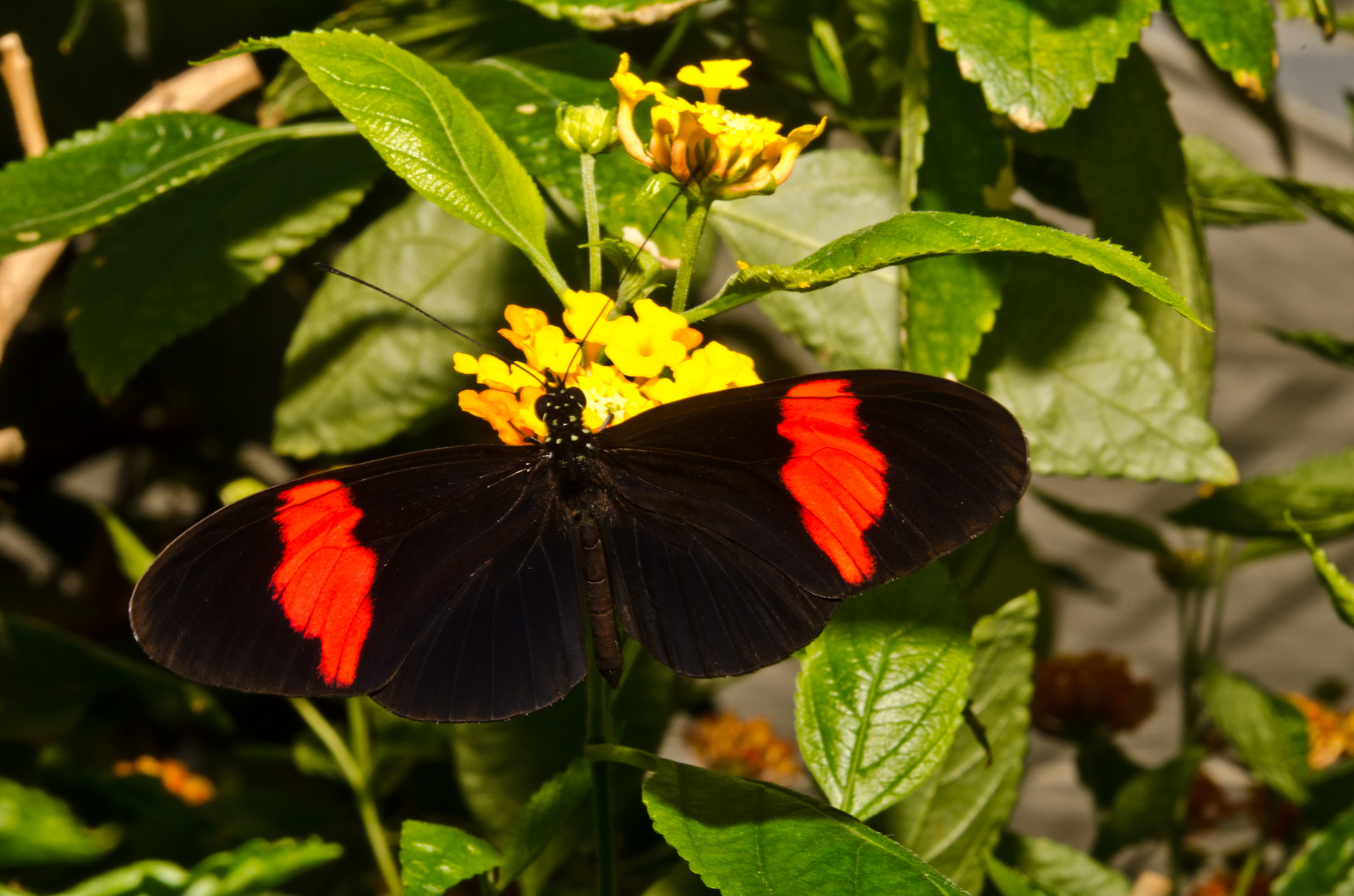 Kleiner Postbote - Heliconius erato