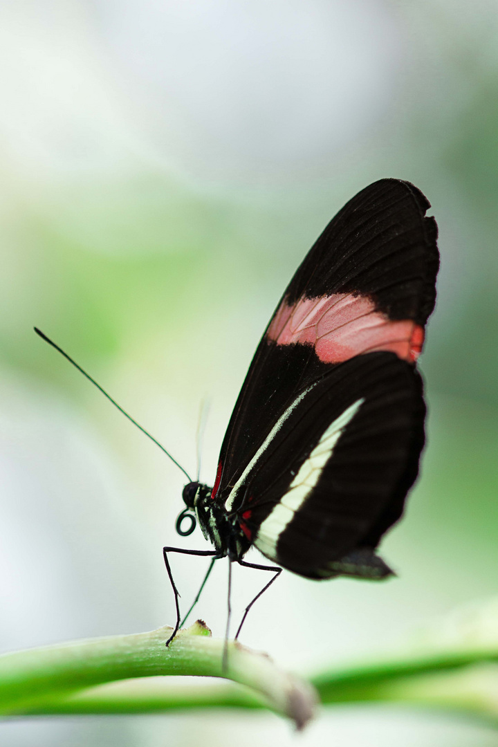 Kleiner Postbote - Heliconius erato