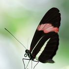 Kleiner Postbote - Heliconius erato