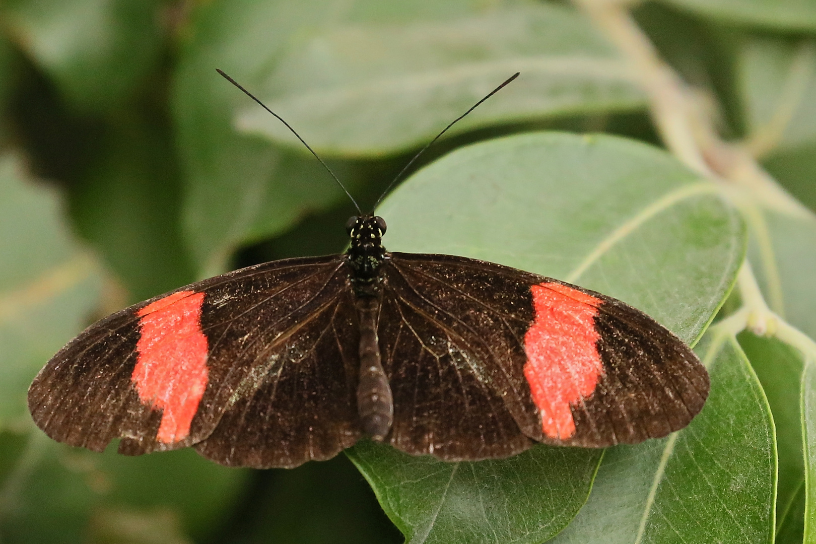 Kleiner Postbote, Heliconius erato hydara (2014_10_23_EOS 6D_7957_ji)