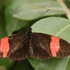 Kleiner Postbote, Heliconius erato hydara (2014_10_23_EOS 6D_7957_ji)