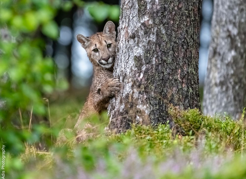 Kleiner Puma