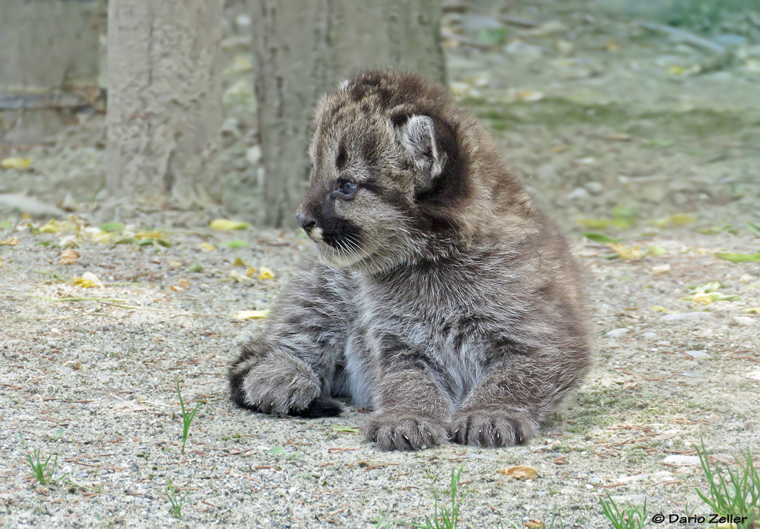 Kleiner Puma