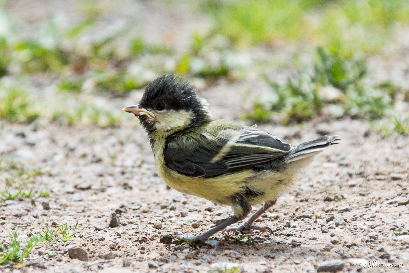 Kleiner Punk