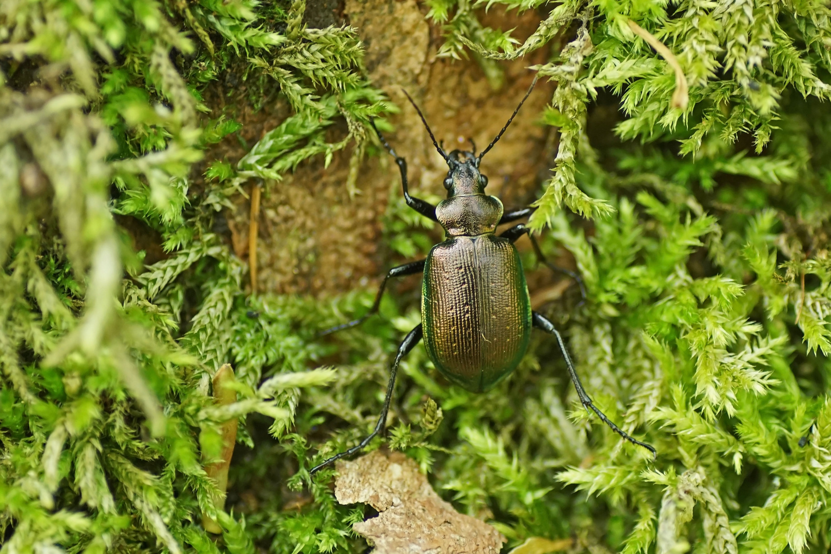 Kleiner Puppenräuber (Calosoma inquisitor)