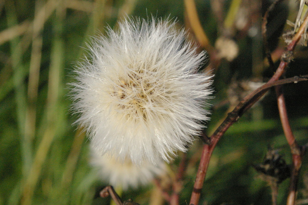 Kleiner Puschel