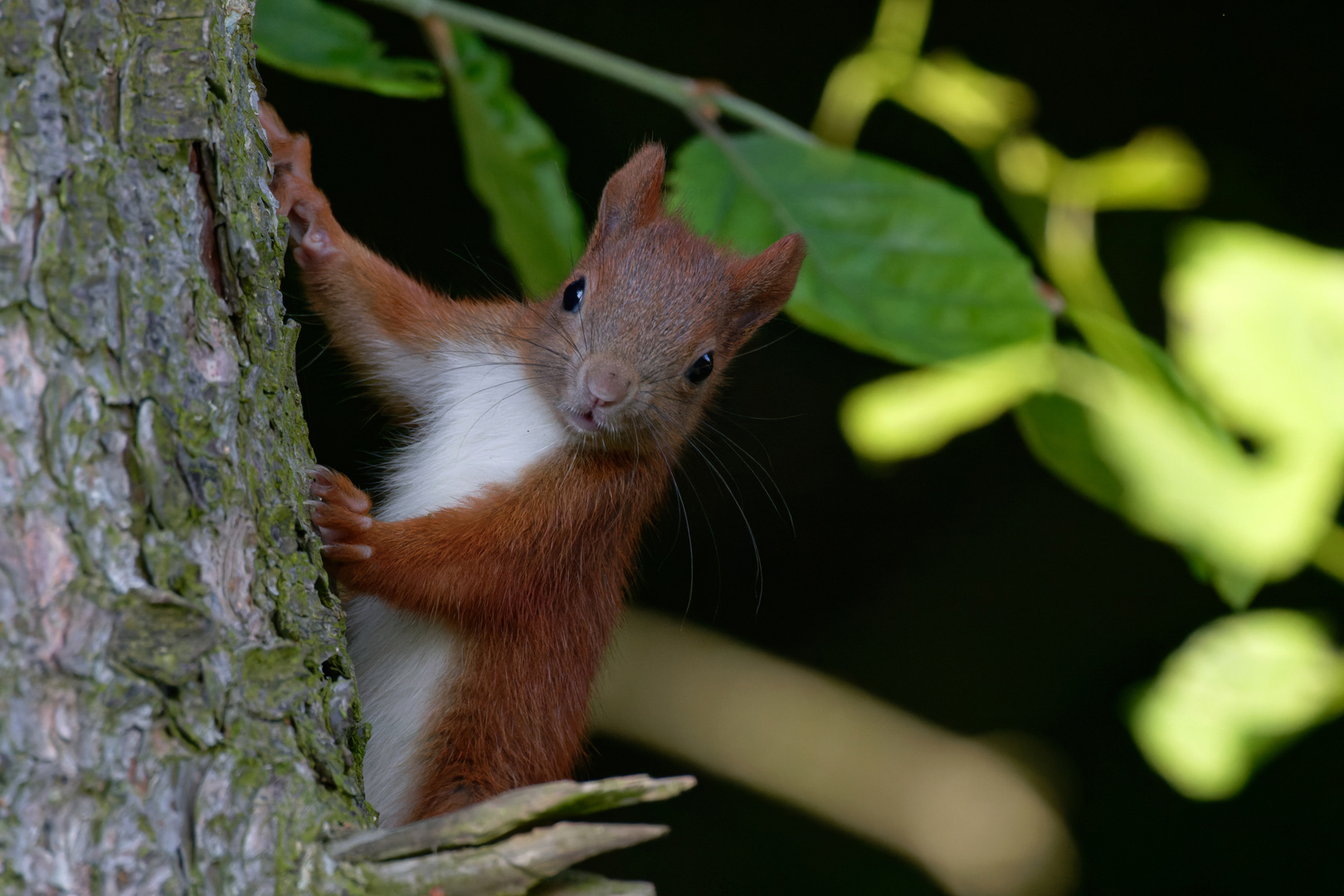 Kleiner Quicker... Junges Eichhörnchen (Sciurus)