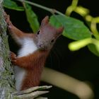 Kleiner Quicker... Junges Eichhörnchen (Sciurus)