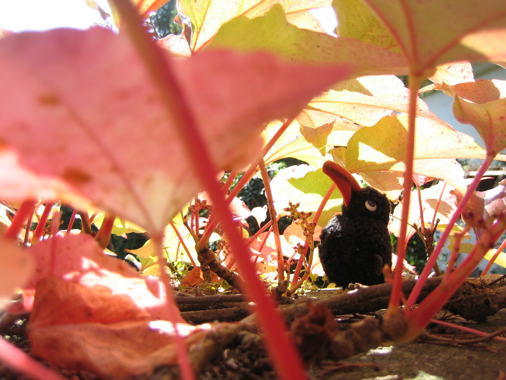 Kleiner Rabe im Urwald